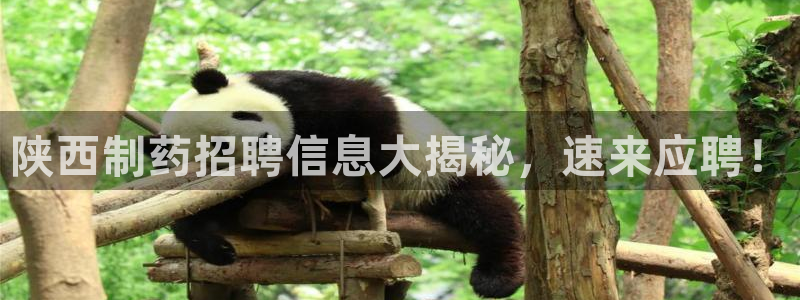 九游会老哥俱乐部：陕西制药招聘信息大揭秘，速来应聘！